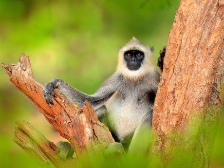 Sri Lanka Langurenaffe