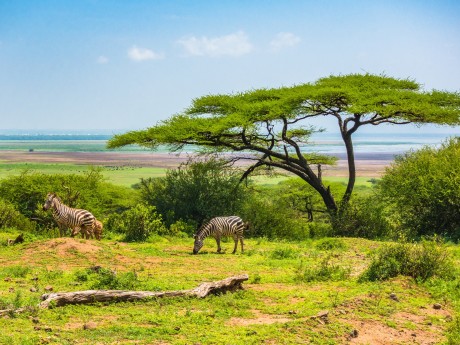 Ngorongoro Crater Zebras