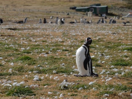 Penguins in Punta Arenas