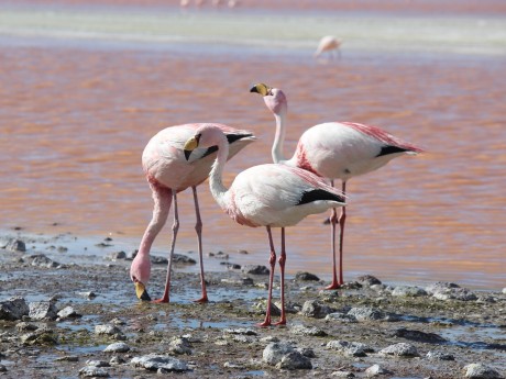 Flamingos of Atacama