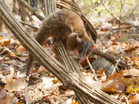 Opossum