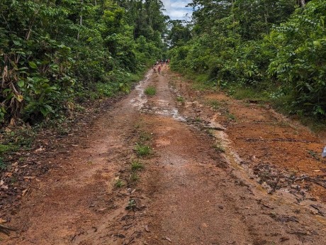 Rainforest Trail