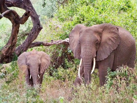 Lake Manyara Nationalpark Elefanten
