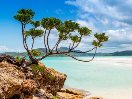 Australien_Ql_Whitehaven Beach Baum 