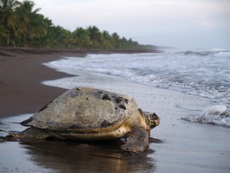 Schildkröte - Tortuguero NP - Costa Rica
