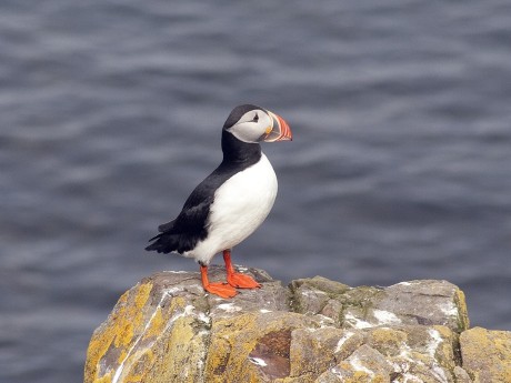 Puffin