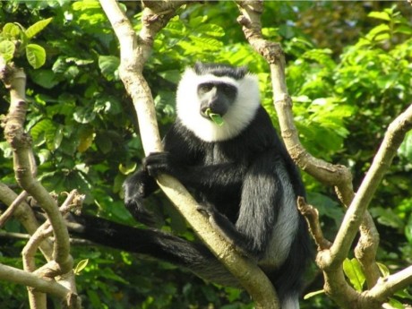 Black & White Colobus Monkey