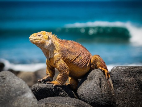 Galapagos Yellow Iguana