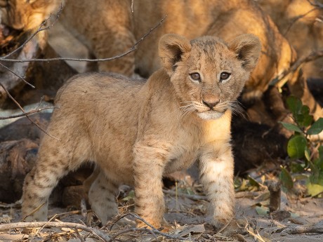 Sunway Botswana Mababe Private Reserve B