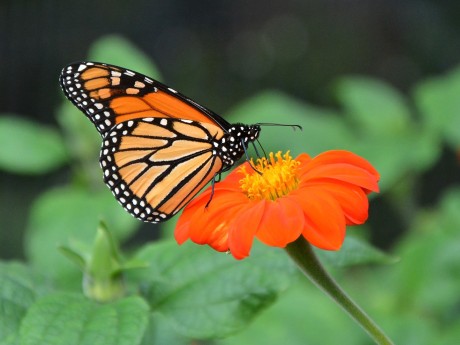 Monarch butterfly