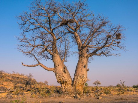 Botswana_Chobe Nationalpark Baobab