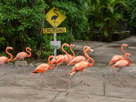 Pink Flamingos Nassau Botanical Gardens