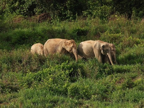 Wilde Elefanten in Ban Huai Phak Kut
