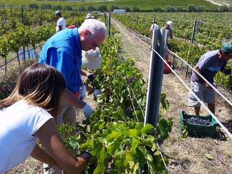 Nero d'Avola Wine Tour
