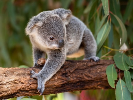 Australien_Koala