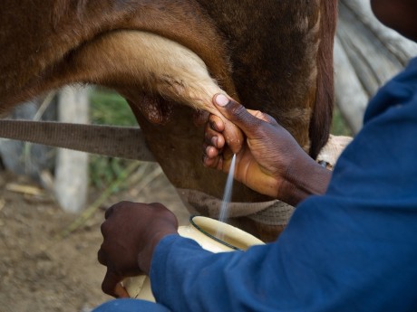 Milking a Cow