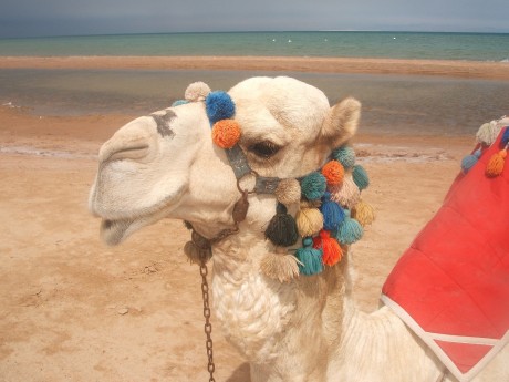 Camel at Red Sea