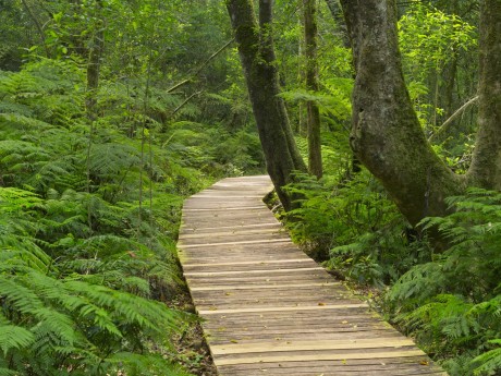 Südafrika_Tsitsikamma Nationalpark_Board