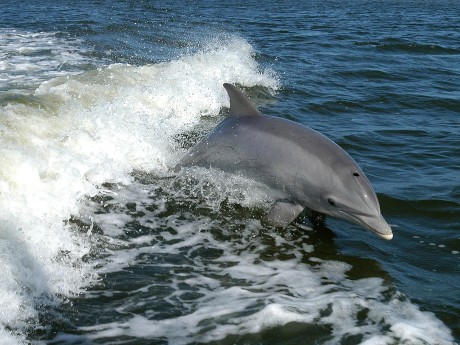 Bottlenose Dolphin