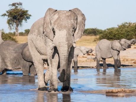 Elefanten Chobe Nationalpark
