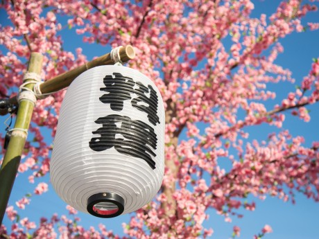 Japan Kirschbluete