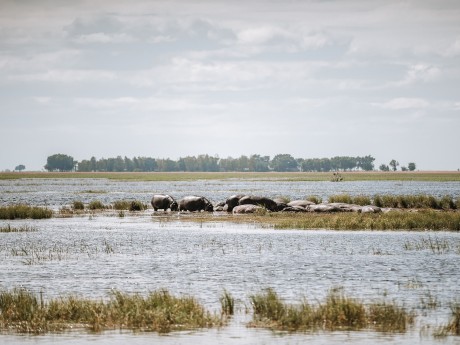 Africa Expeditions_Botswana_Chobe Nation