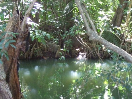 Indian RIver Mangrove