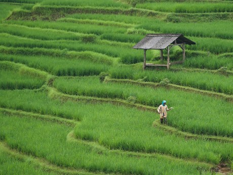 Rice Paddies