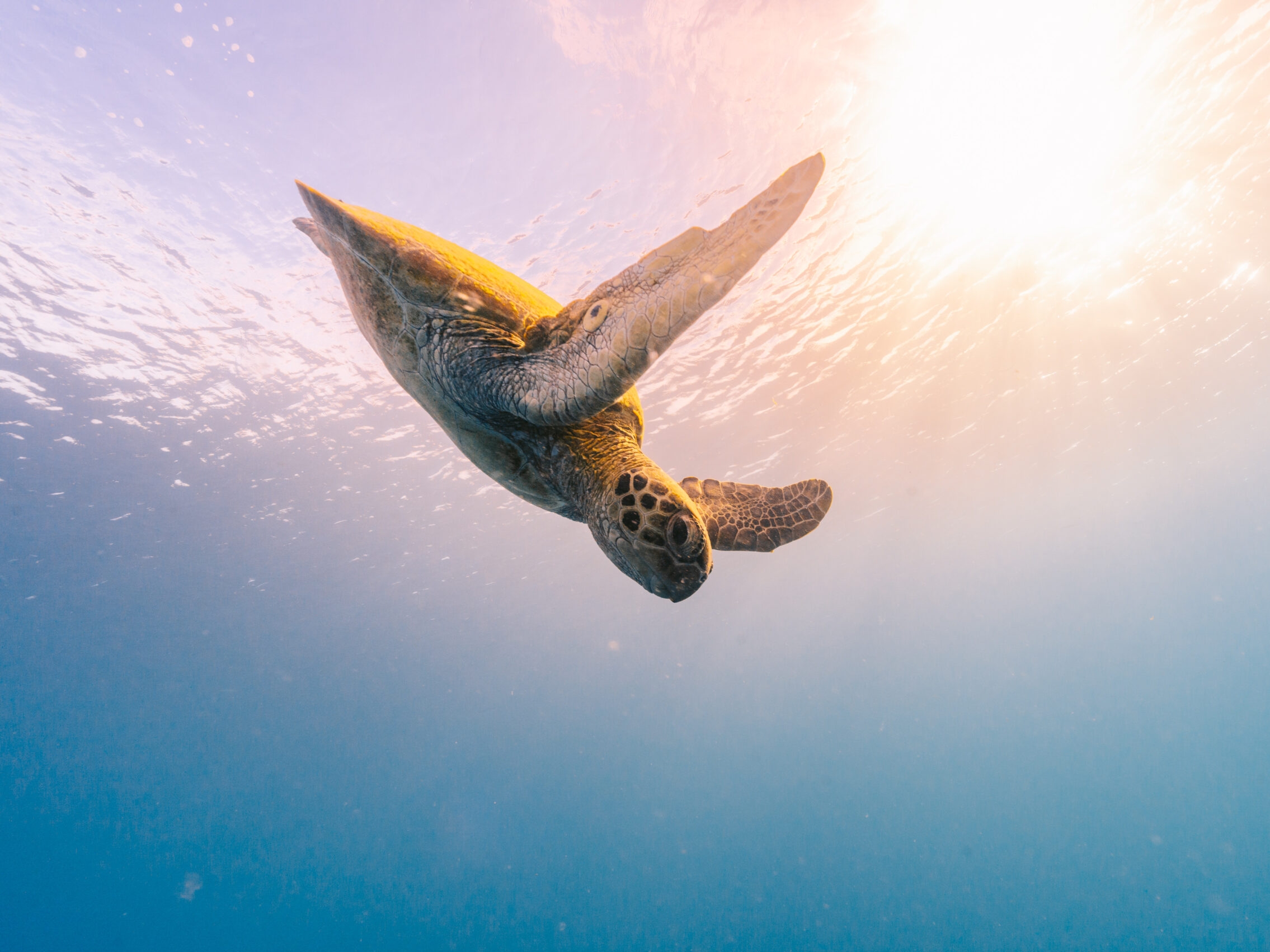 Great Barrier Reef - Turtle