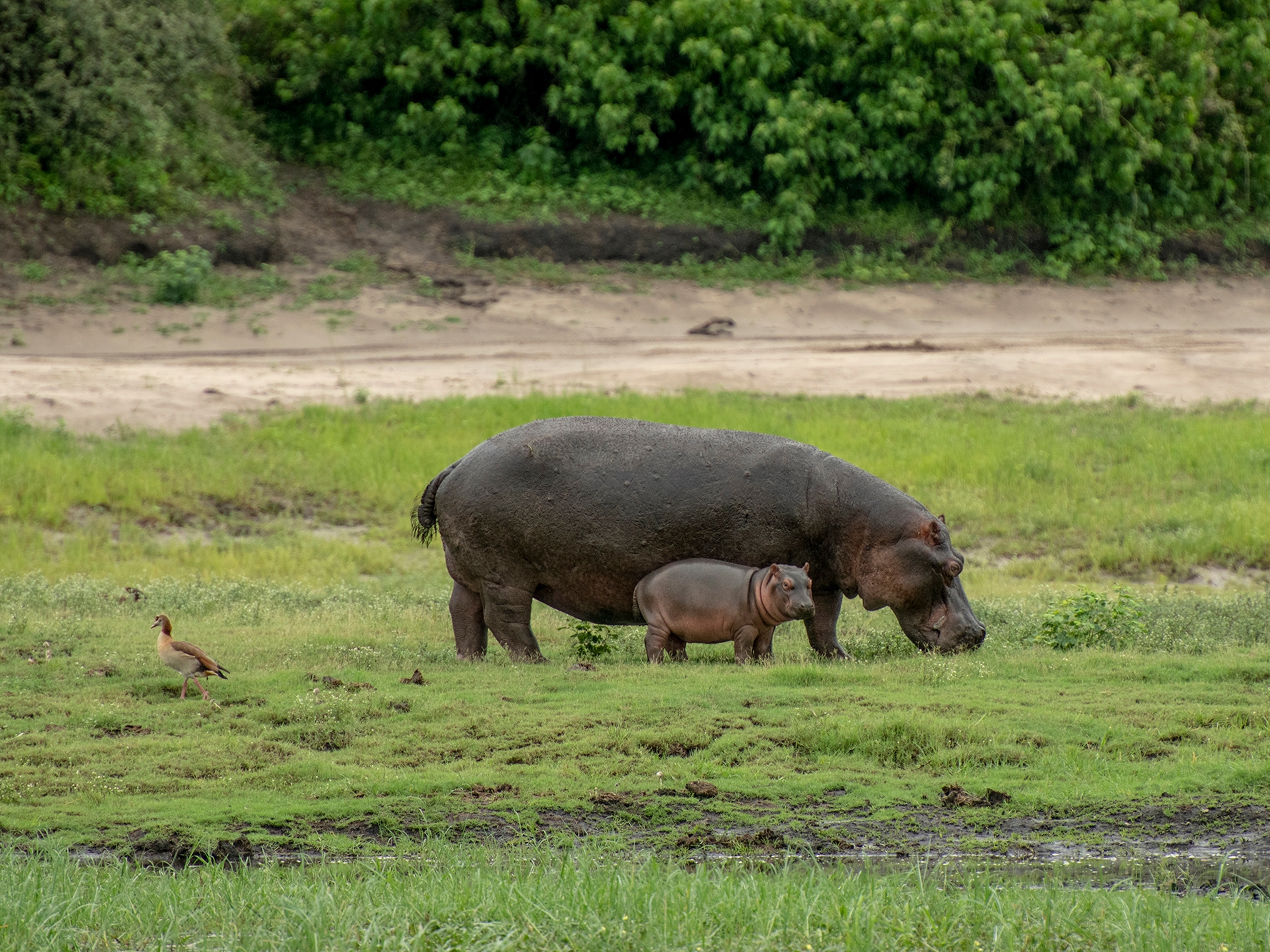 Chobe National Park