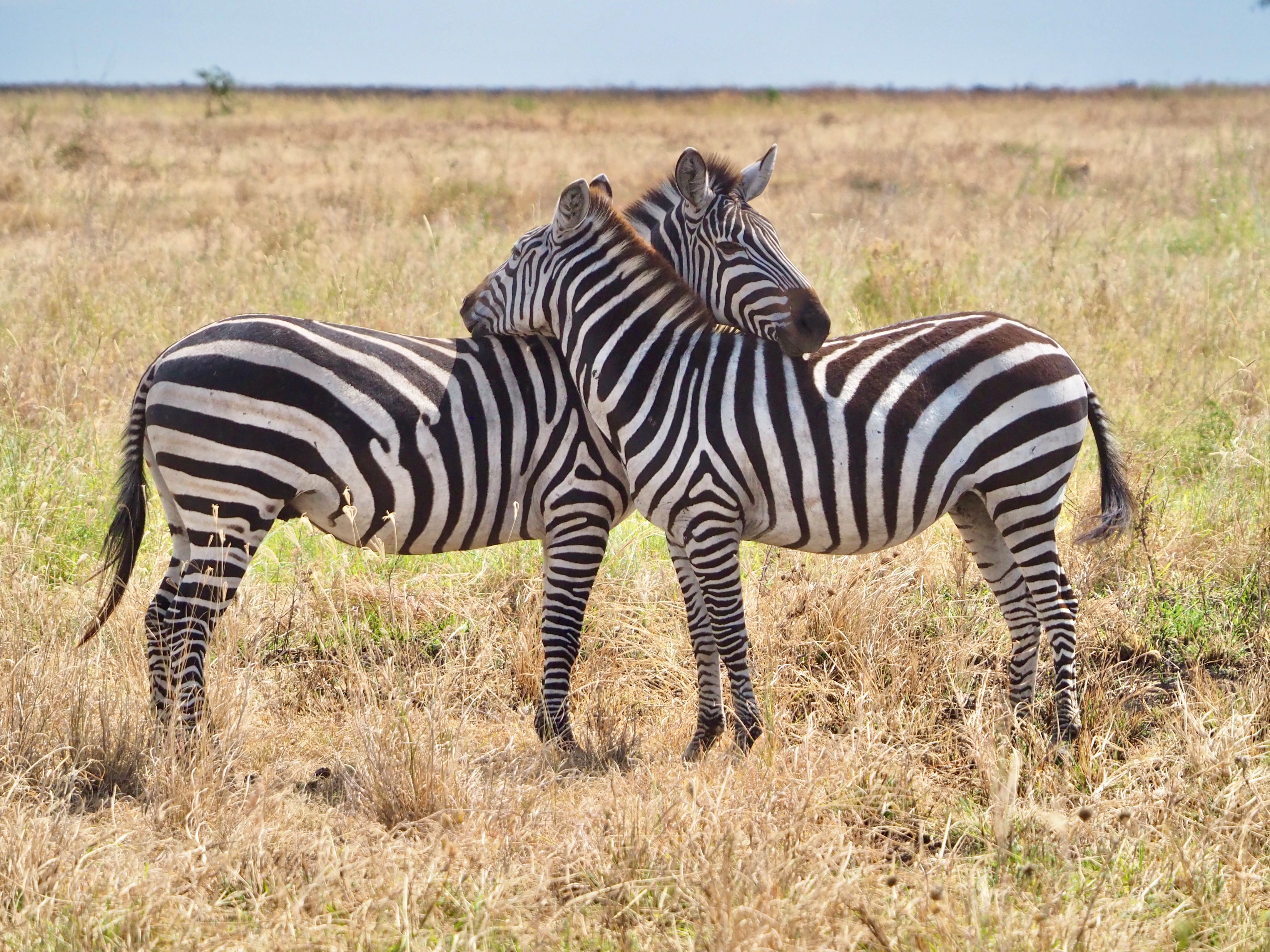 Serengeti Central und Northern Part