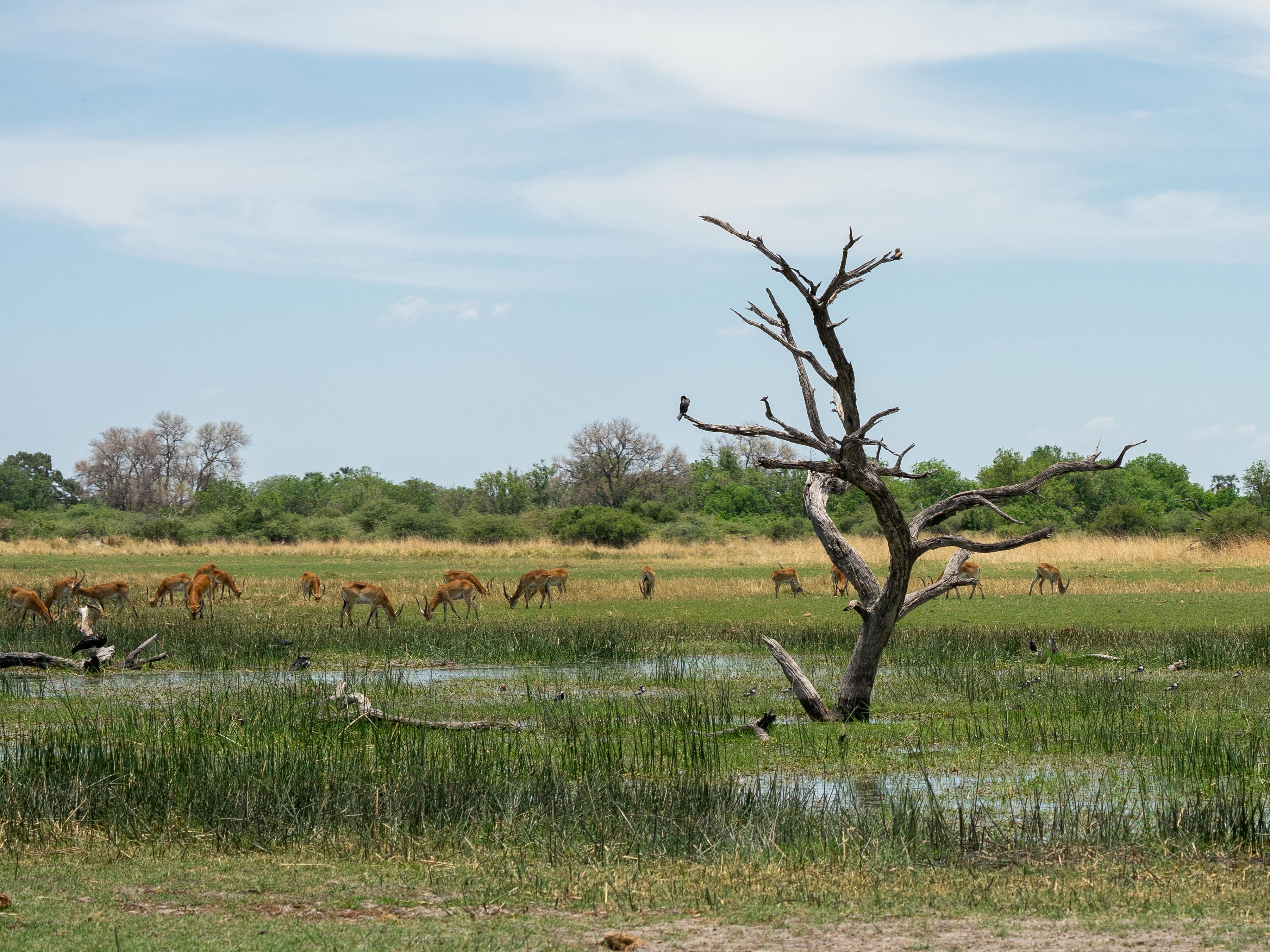 Moremi Game Reserve 