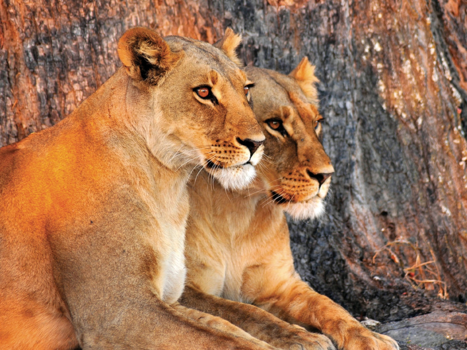 Namibia Loewen