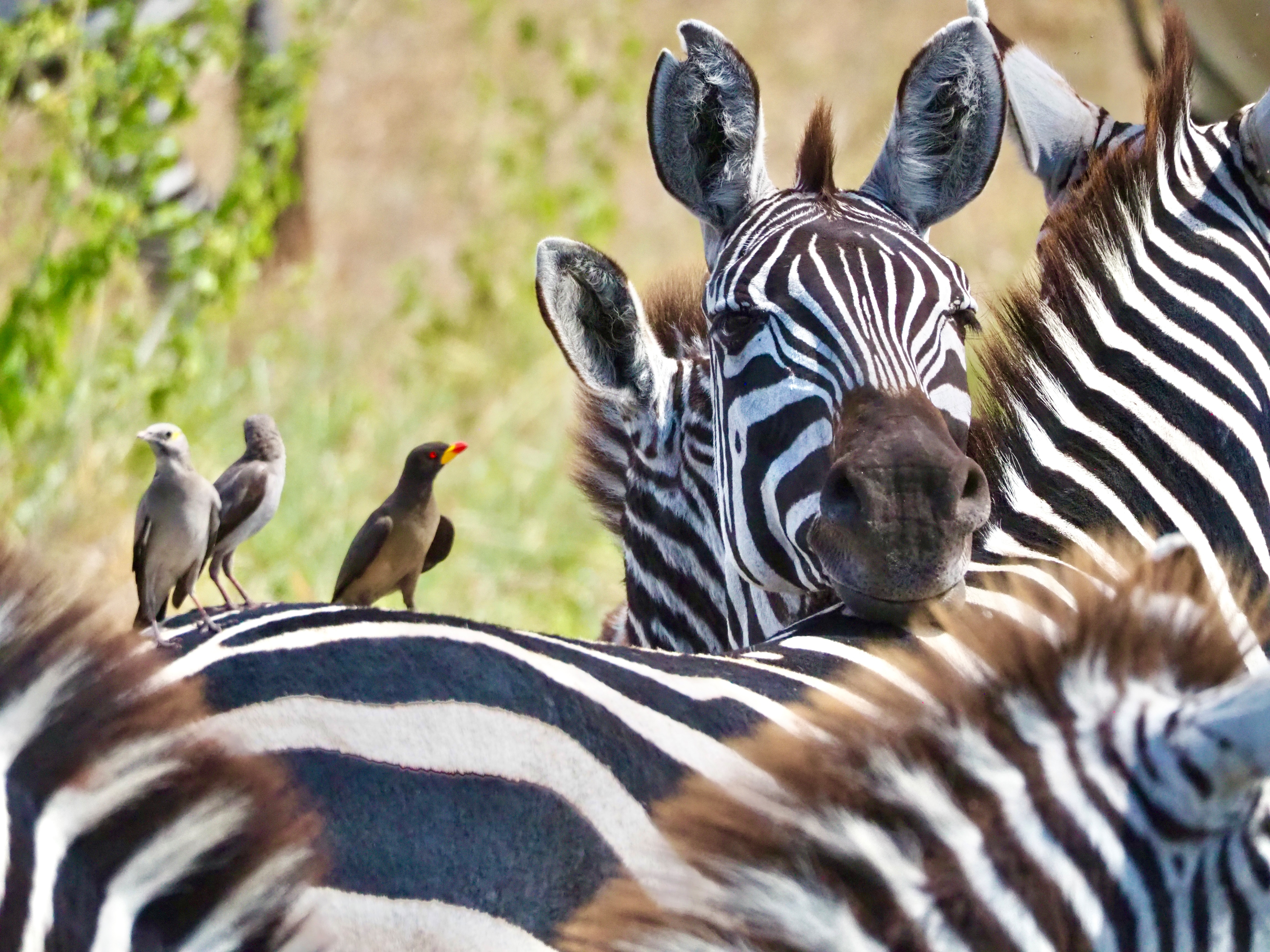 Serengeti Central und Northern Part