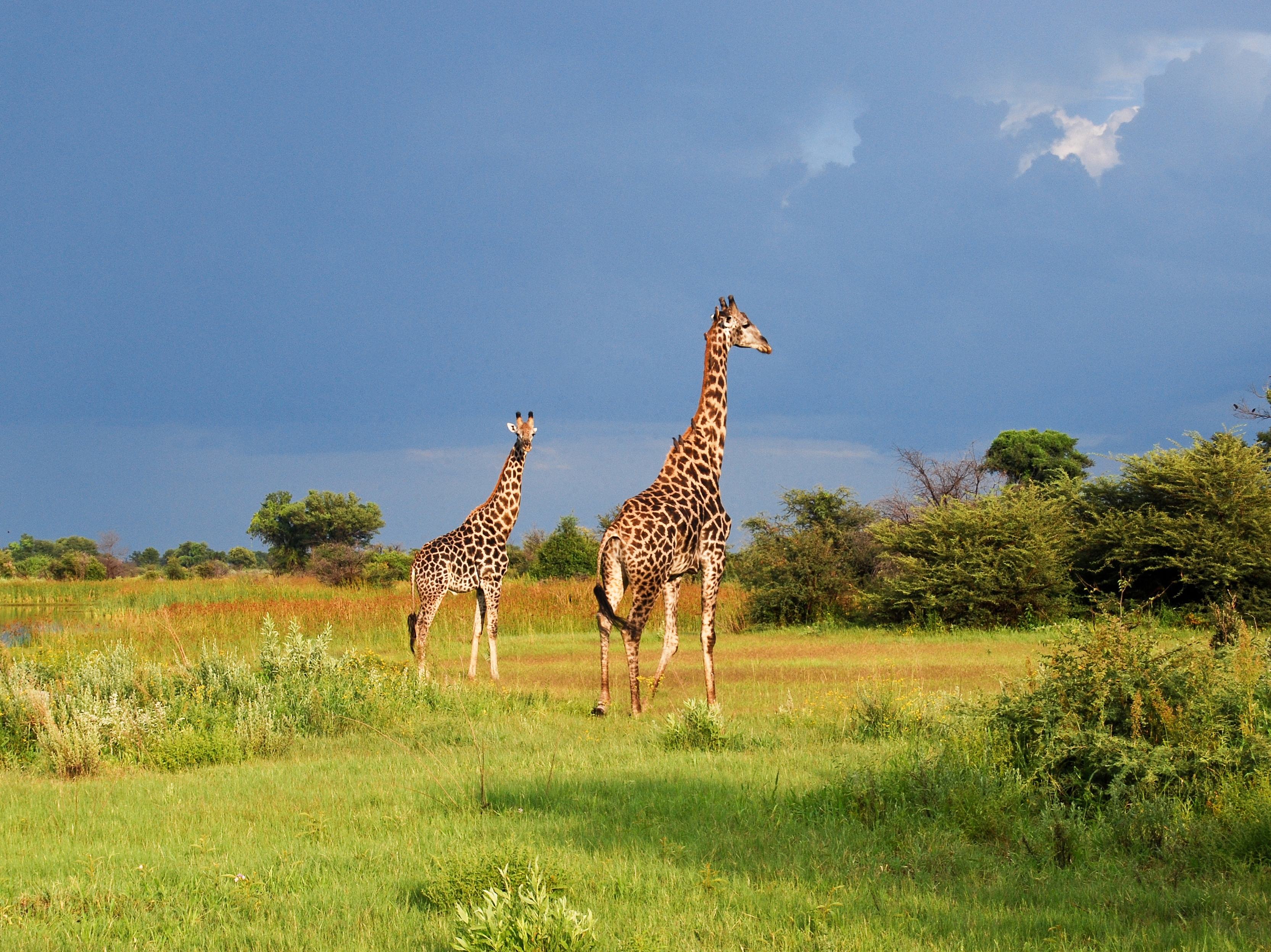 Moremi Game Reserve Giraffen