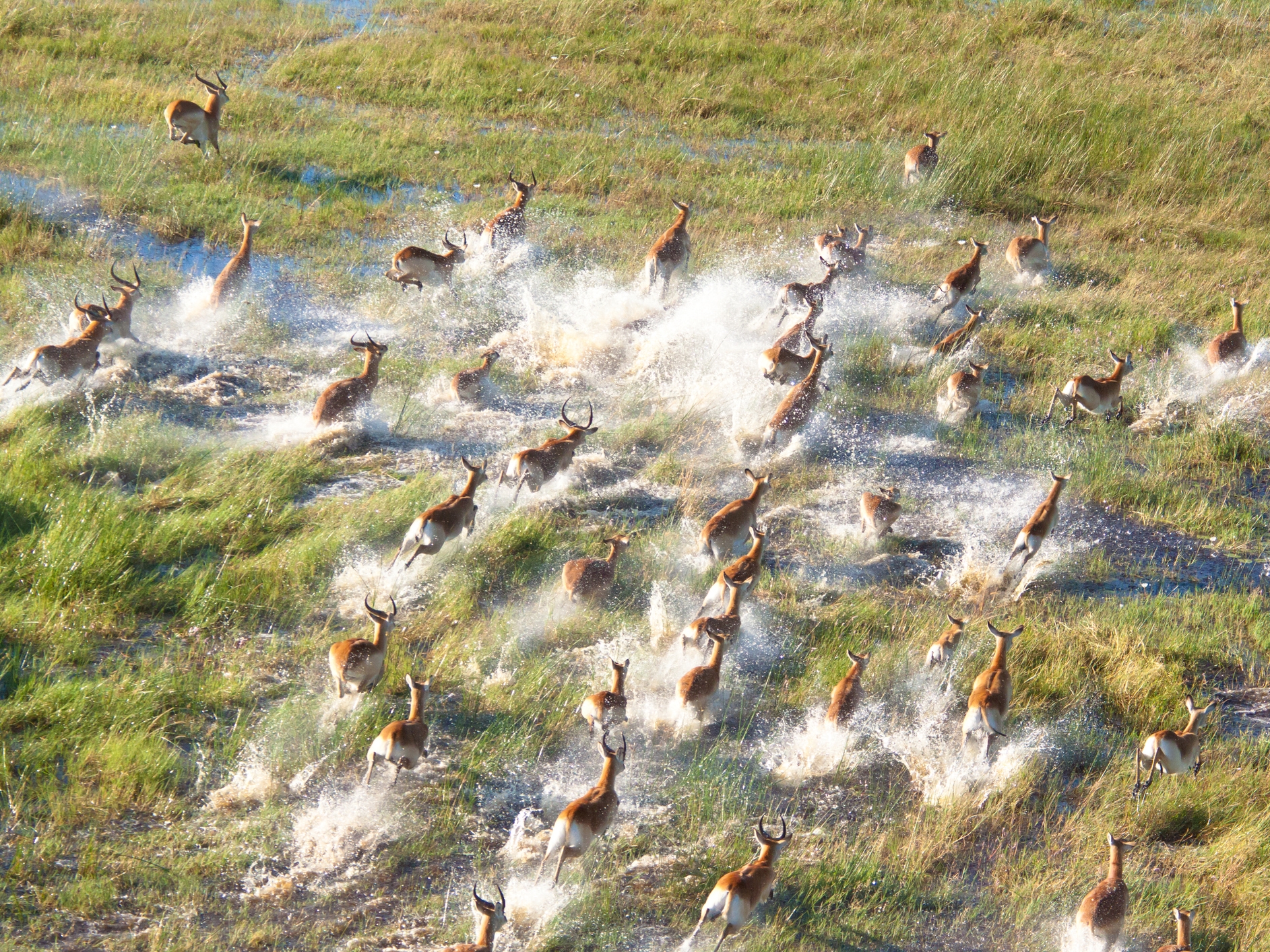 Okavango Delta Impala Herde 