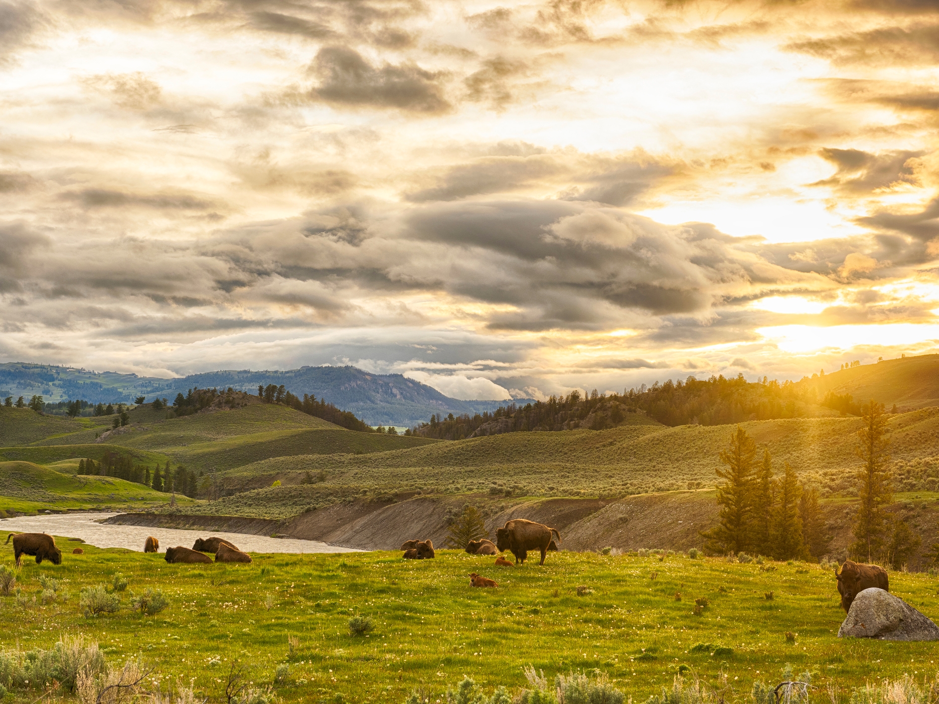 Yellowstone National Park Bueffel
