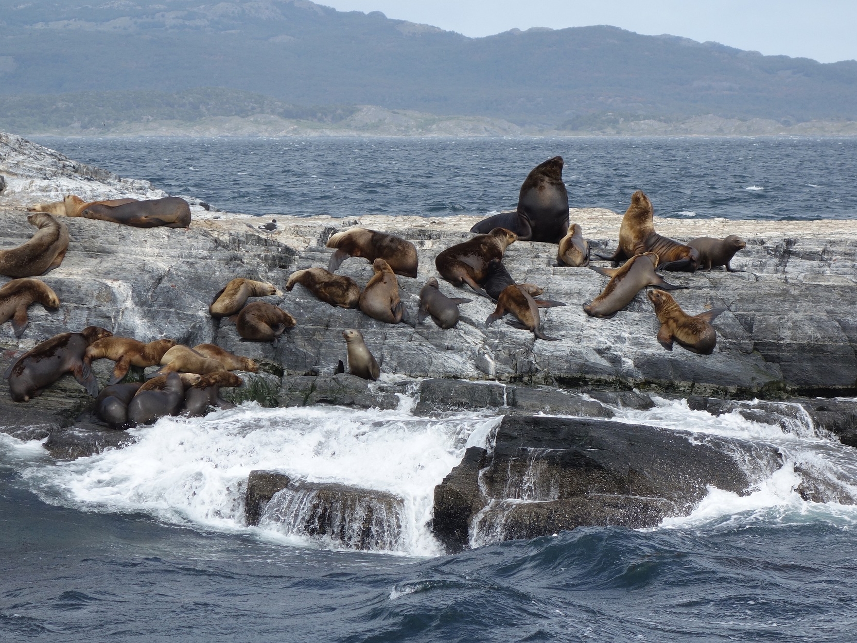Sea lions Patagonia-0