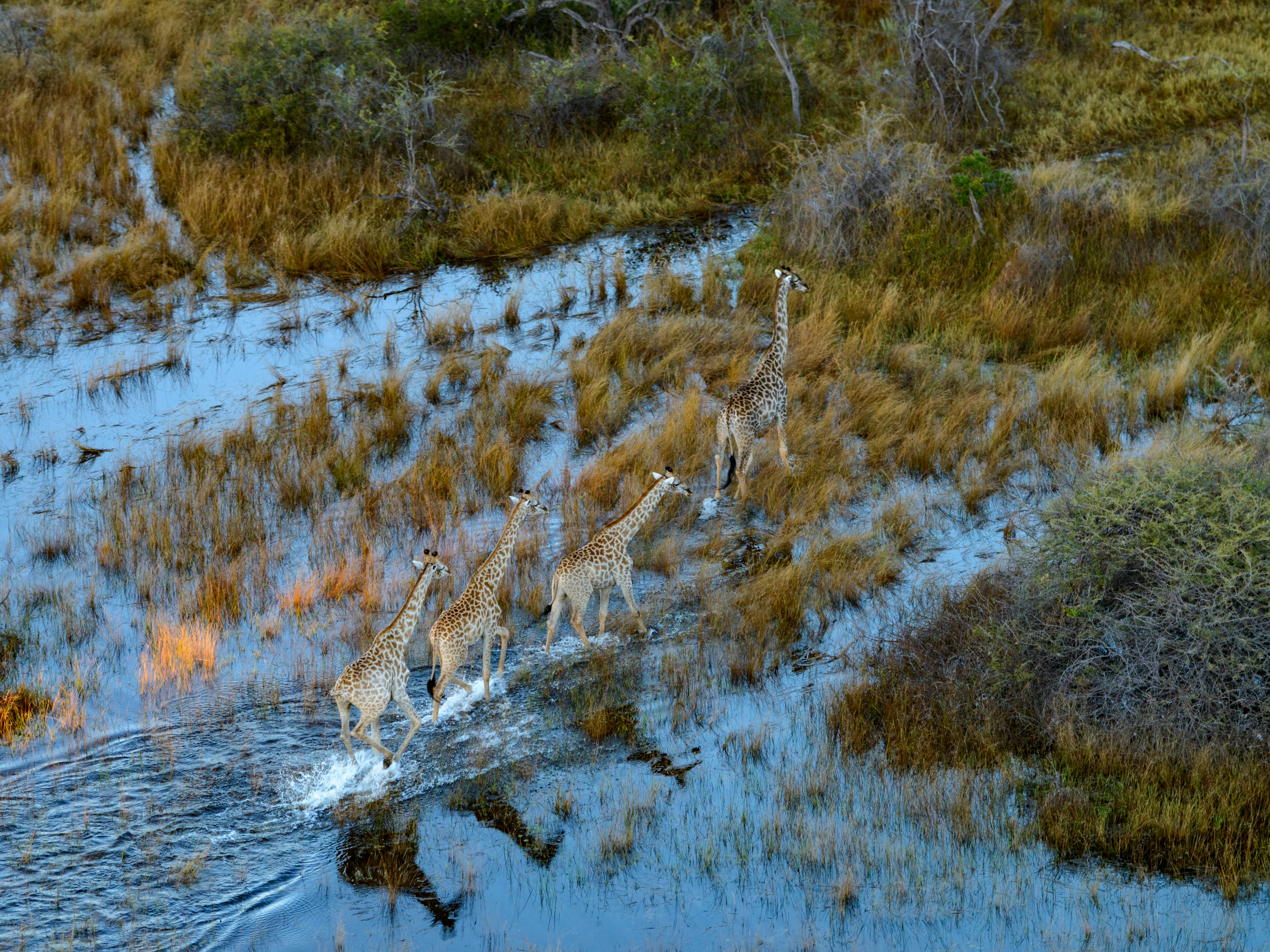 Okavango Delta Giraffen
