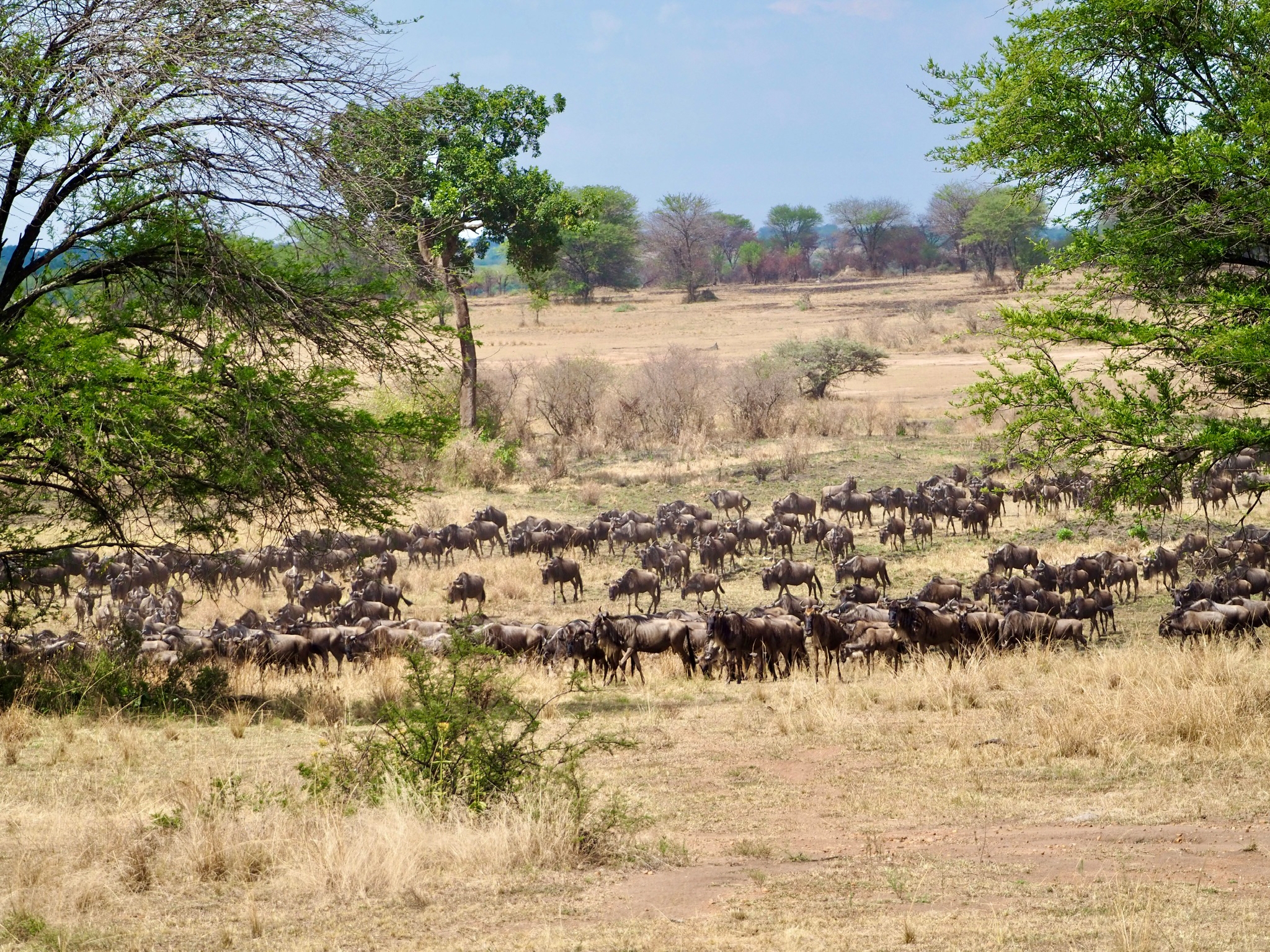 Serengeti Central und Northern Part