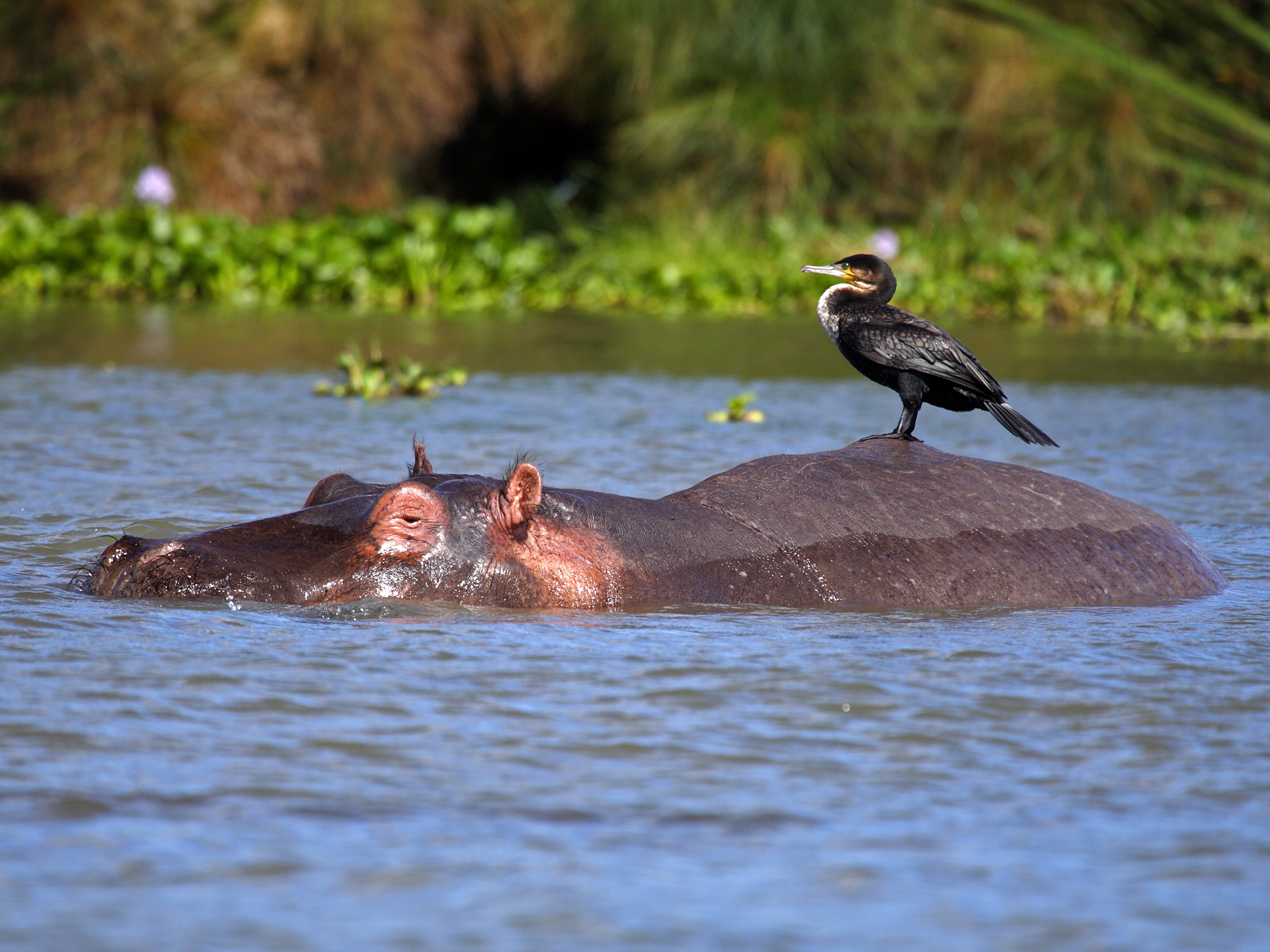 Great Rift Valley Lake Naivasha Nilpferd