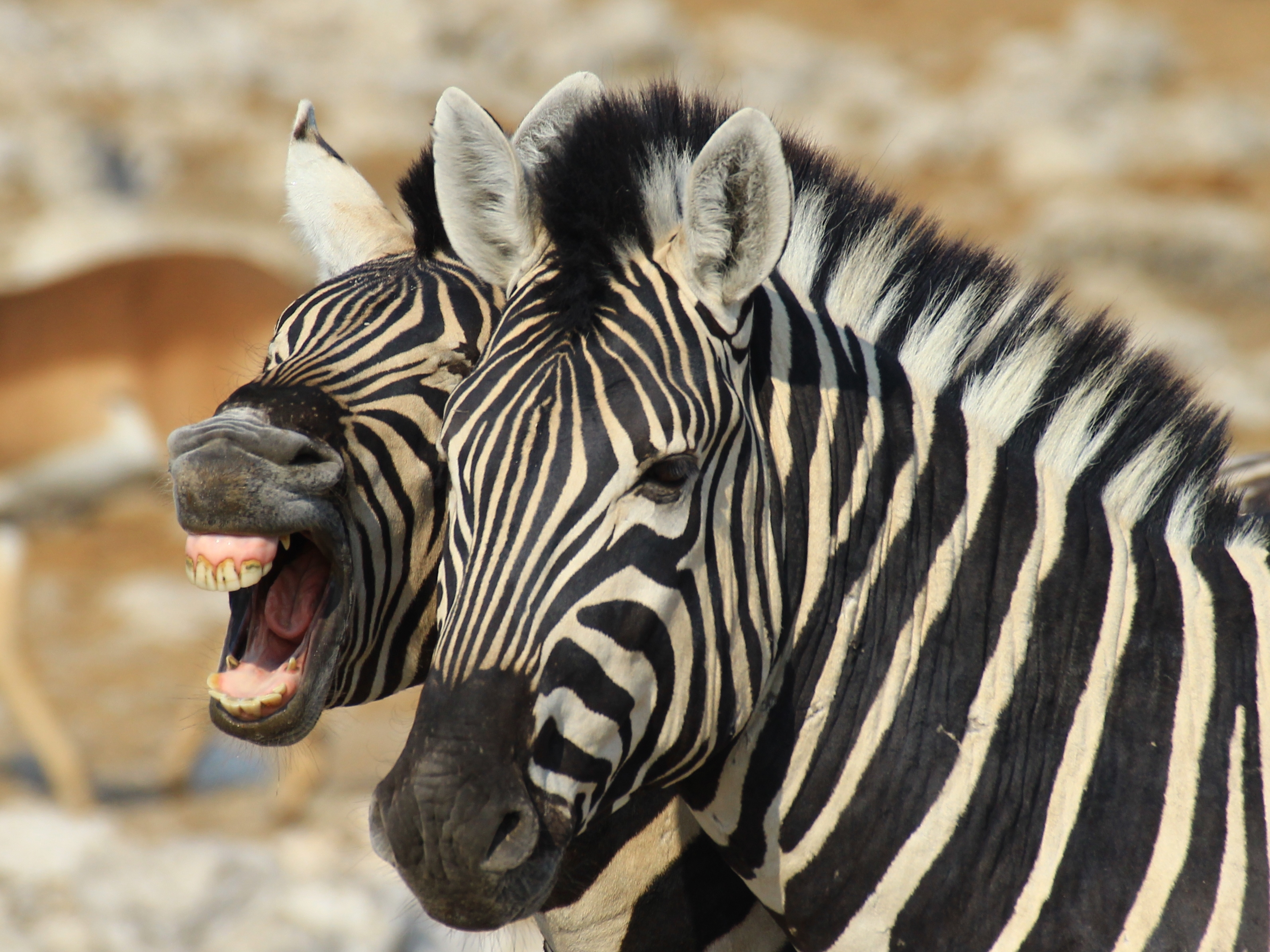 Etosha Nationalpark Zebras