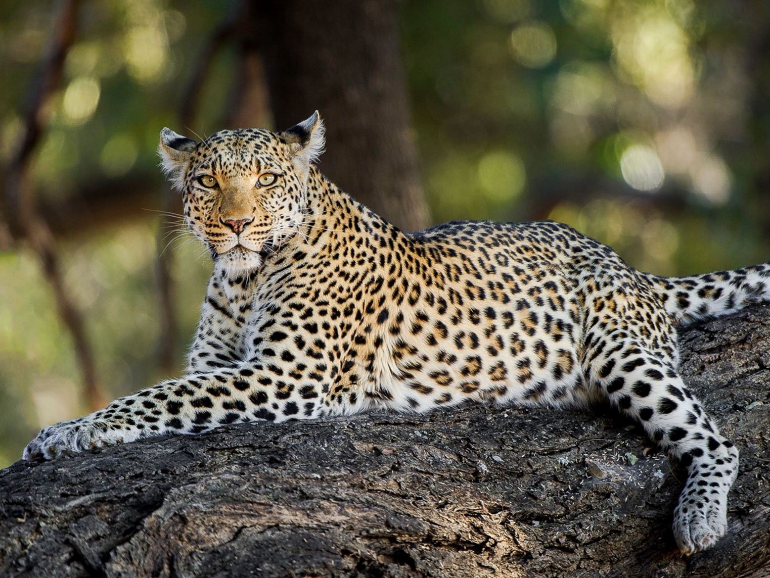 Maun Thamalakane River Lodge Leopard